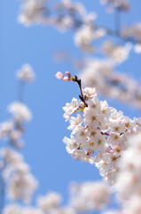 桜
