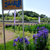 菖蒲沢　あやめのさんぽ道