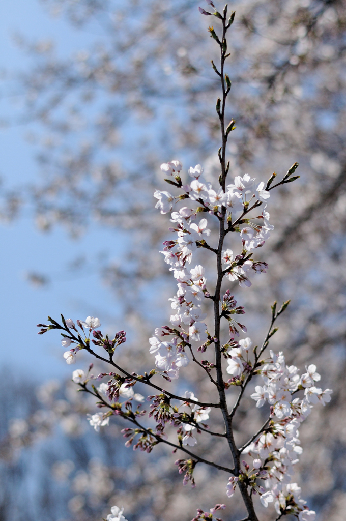 桜