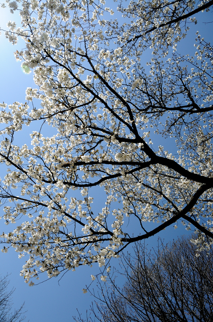 桜？