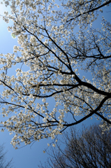 桜？