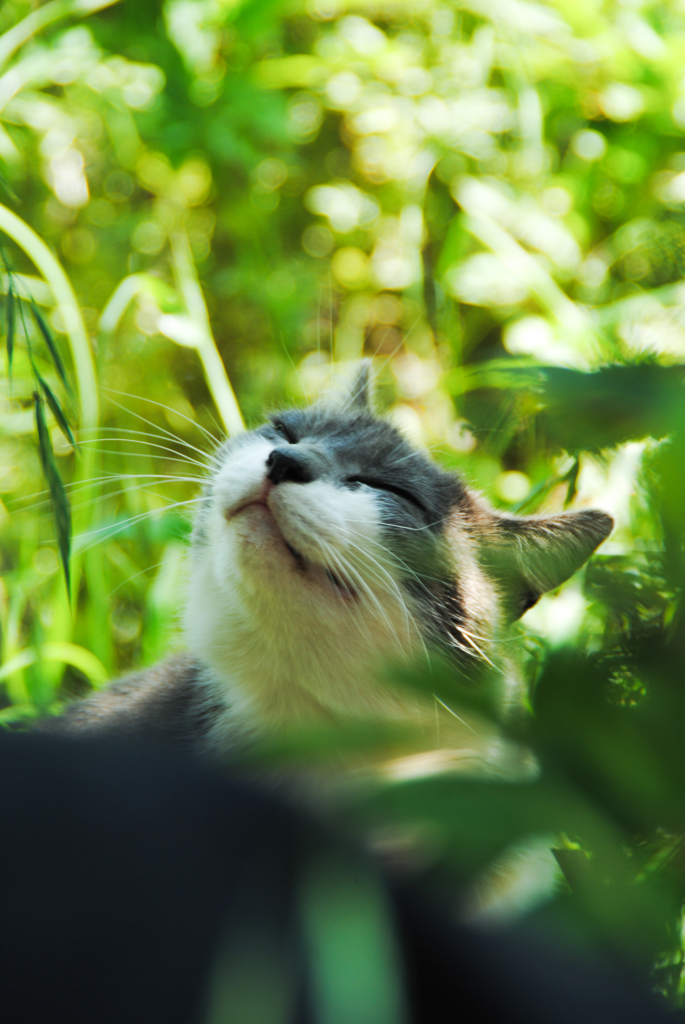 江ノ島にゃんこ