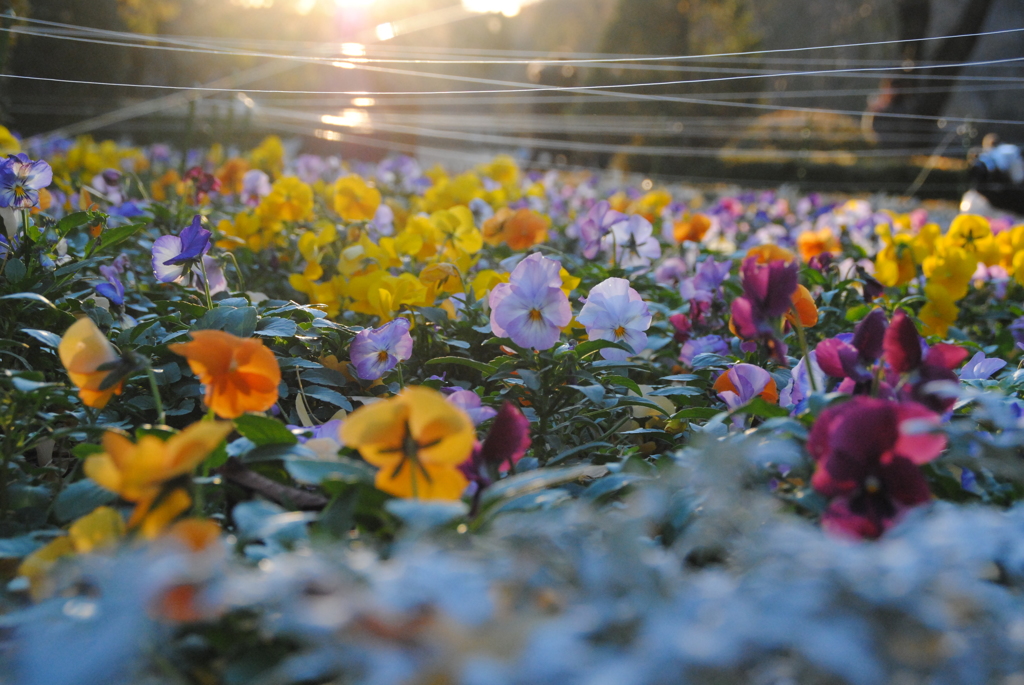 新宿御苑の花