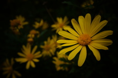 DSC01711