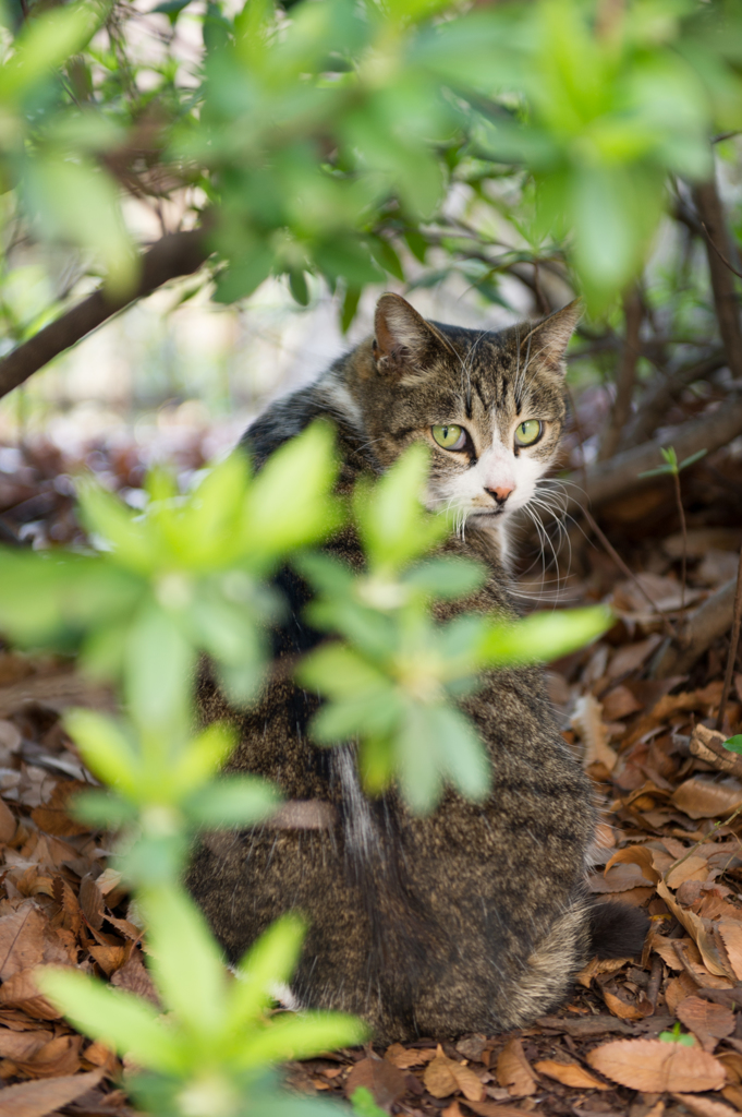 新宿中央公園の猫