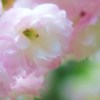 むすめさん