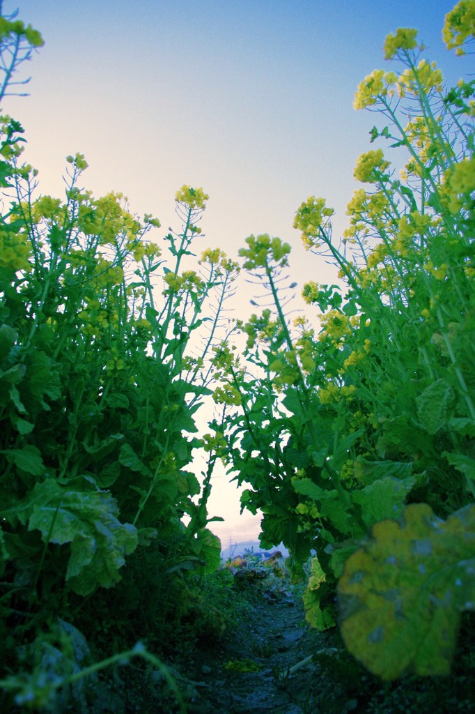 A SPRING  TUNNEL