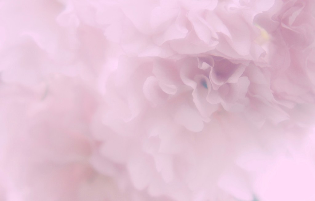 桜夢