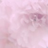 桜夢