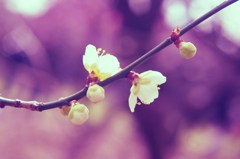 繋