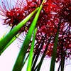 天上の花　