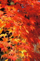 紅葉