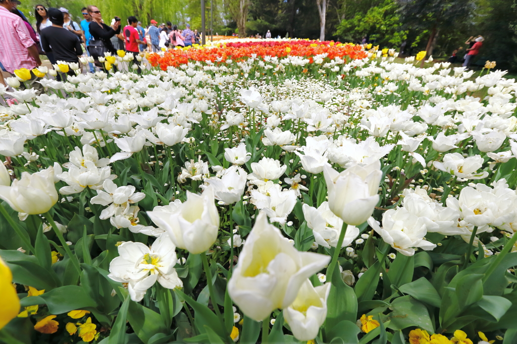 FROLIADE IN CANBERRA