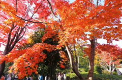 紅葉