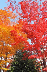 紅葉