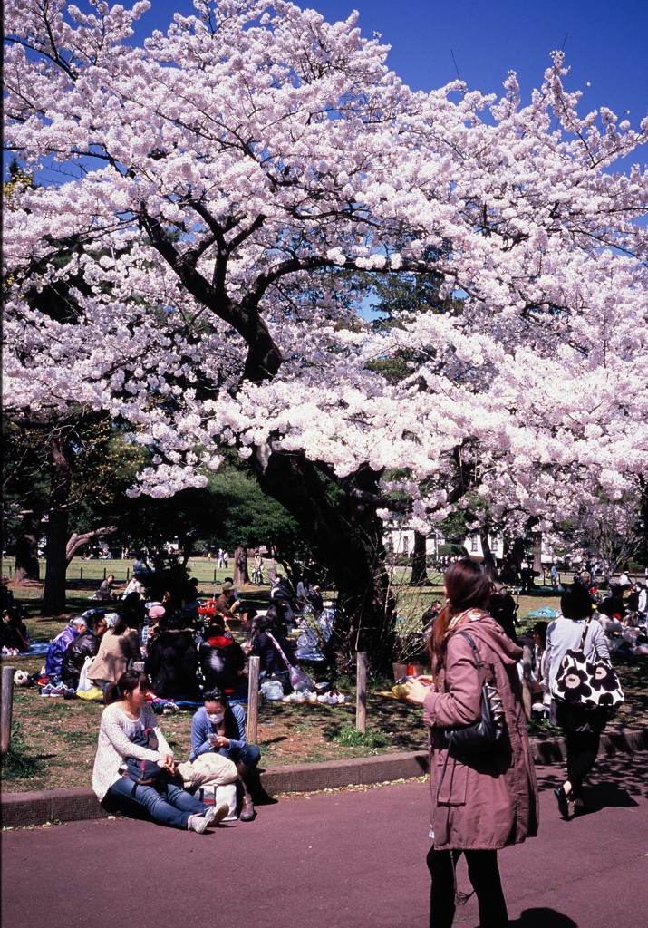 桜に集う