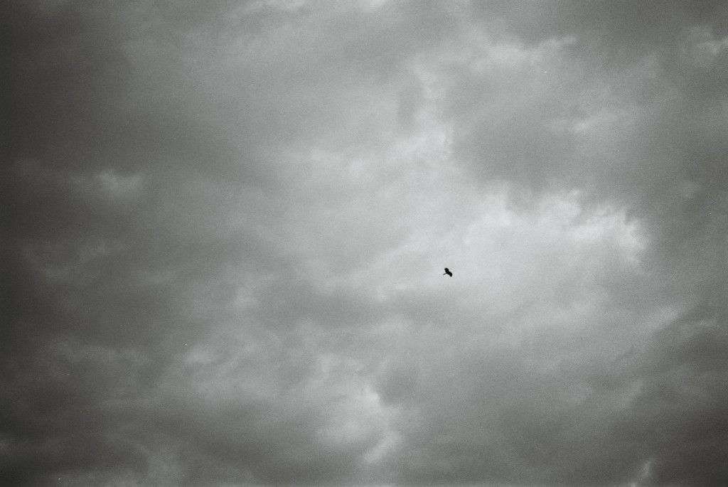 one bird