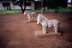 zebraの気持ち