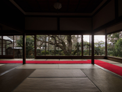 宝泉院　五葉の松