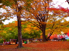 紅葉の間を抜けて