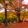 紅葉の間を抜けて