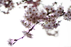 藤森桜