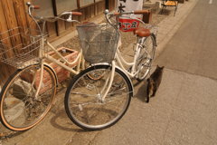 猫と自転車