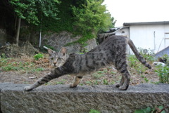 猫の街、尾道