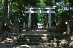 代々木八幡神社鳥居と猫