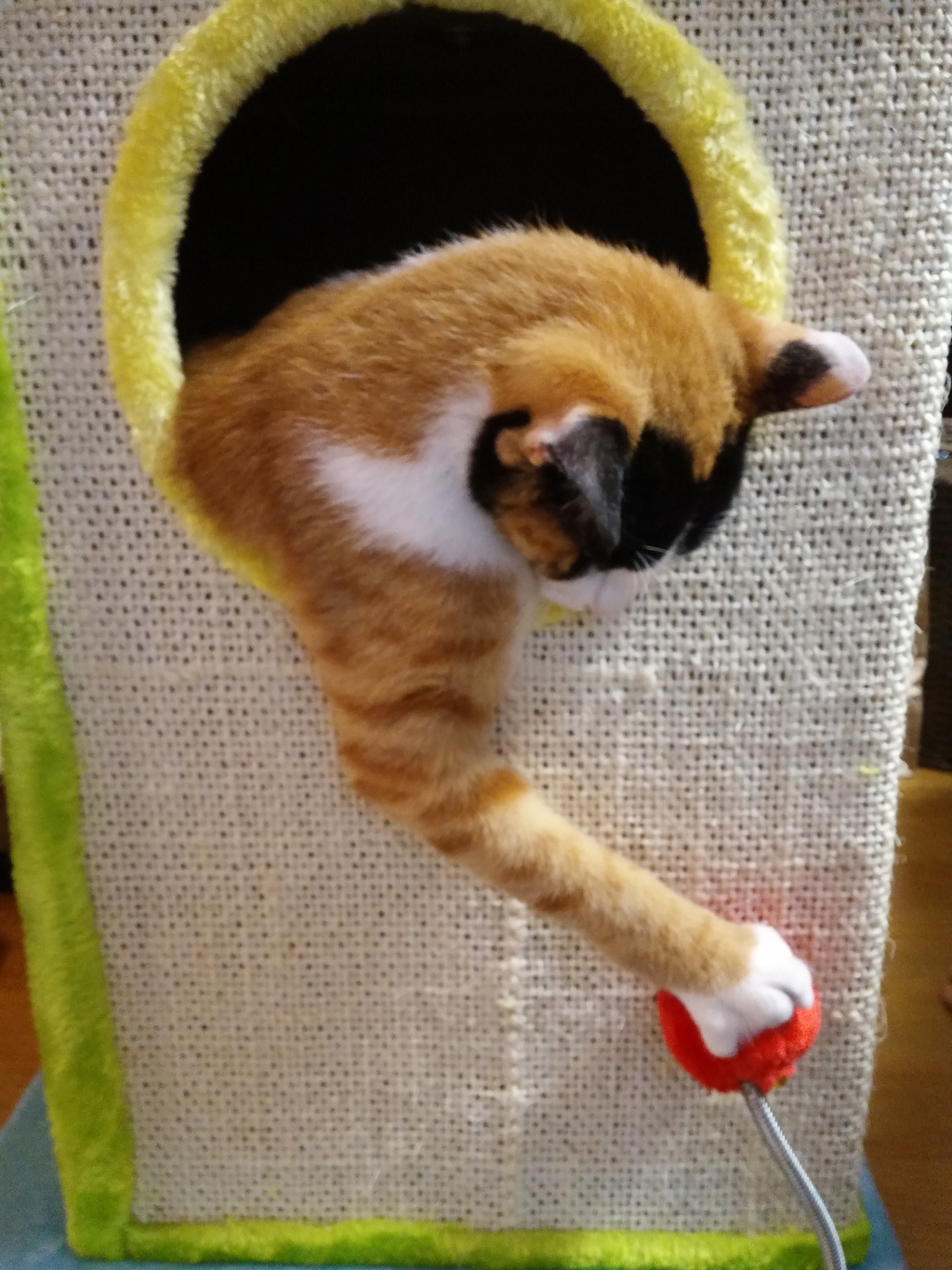キャットタワーを買いました。