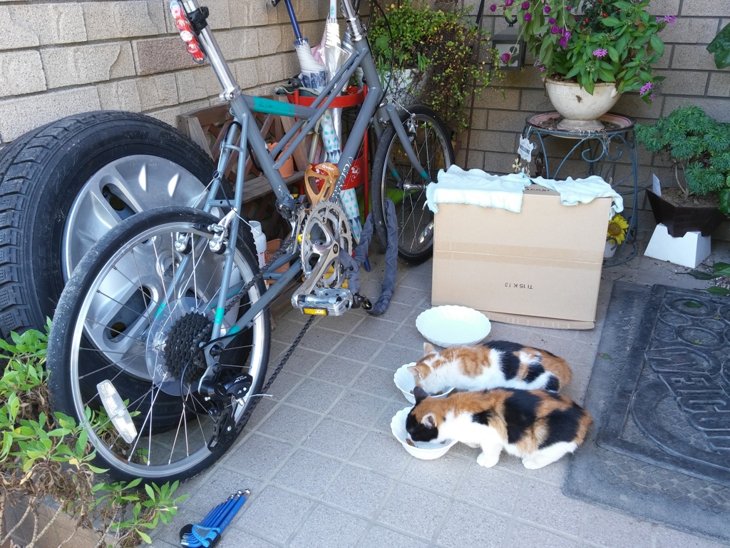 ここに来れば餌もらえるらしいよ。