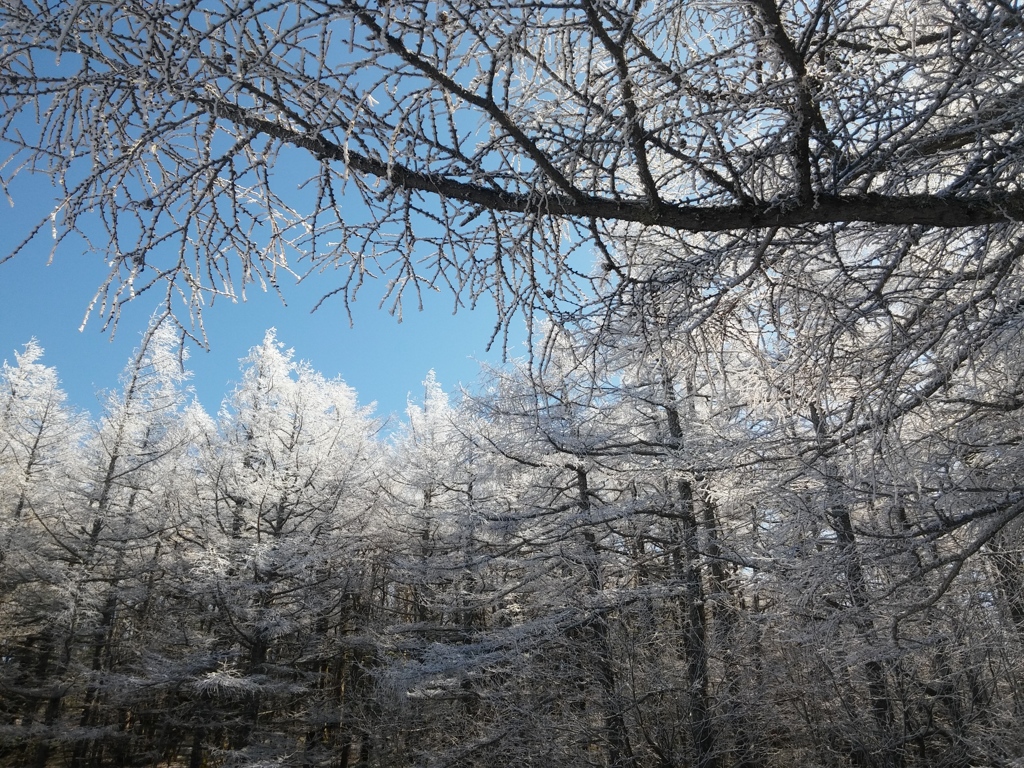 一面が雪化粧の樹林