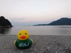 折古ノ浜とアヒル