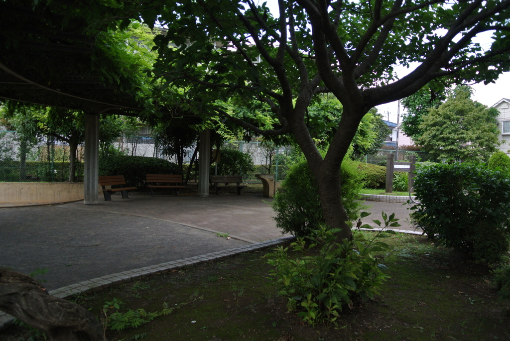 公園の藤棚