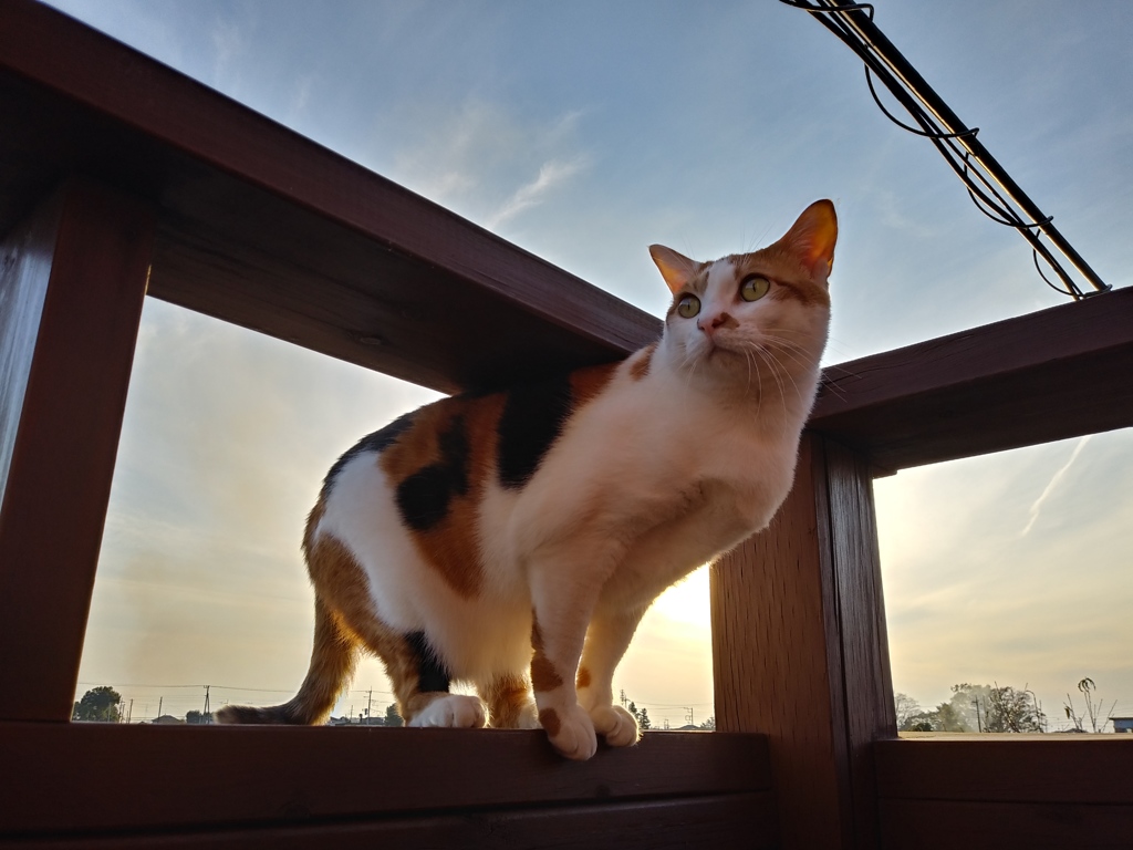 夕陽が似合う