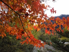 やっとお目当ての紅葉が見れた！( ;∀;)