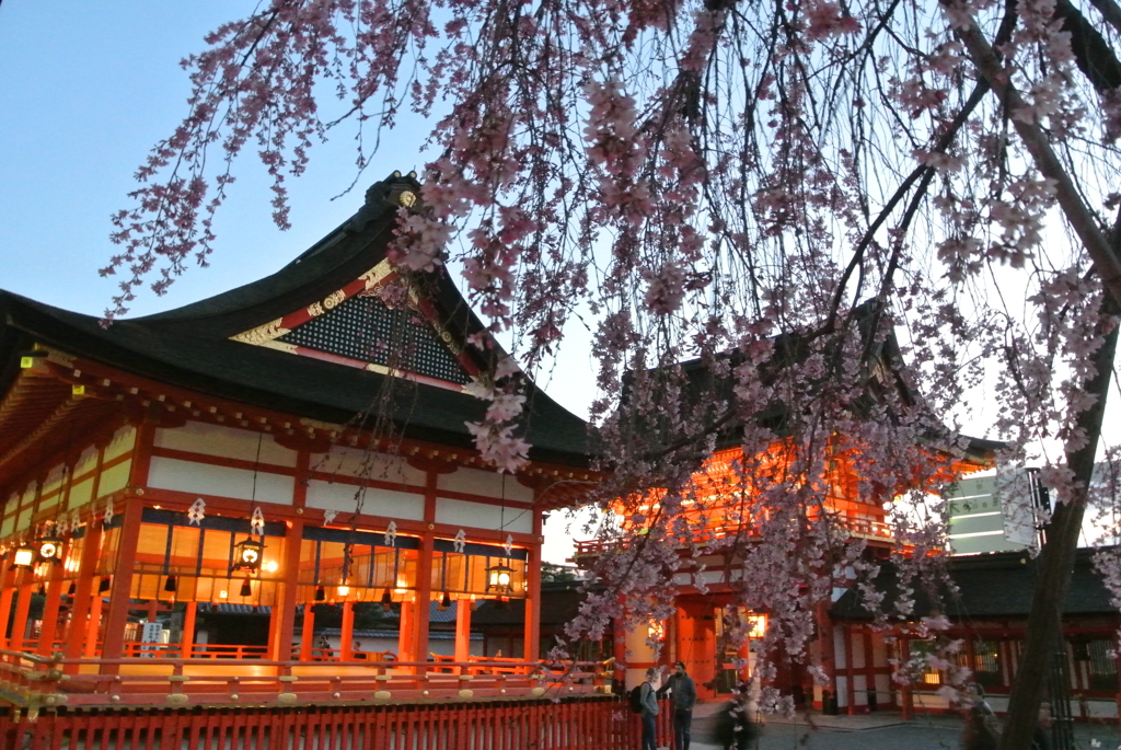しだれ桜と伏見稲荷
