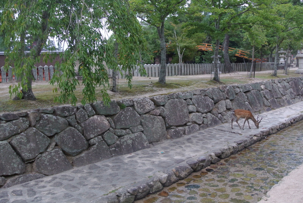 宮島の鹿