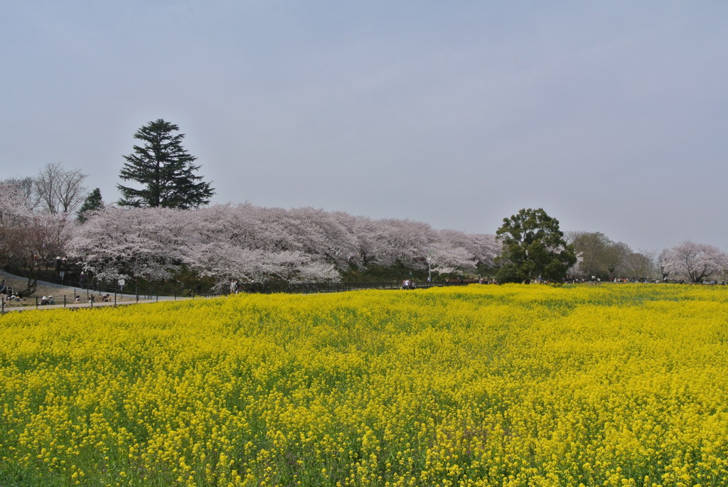 権現堂の桜と菜の花畑