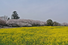 権現堂の桜と菜の花畑