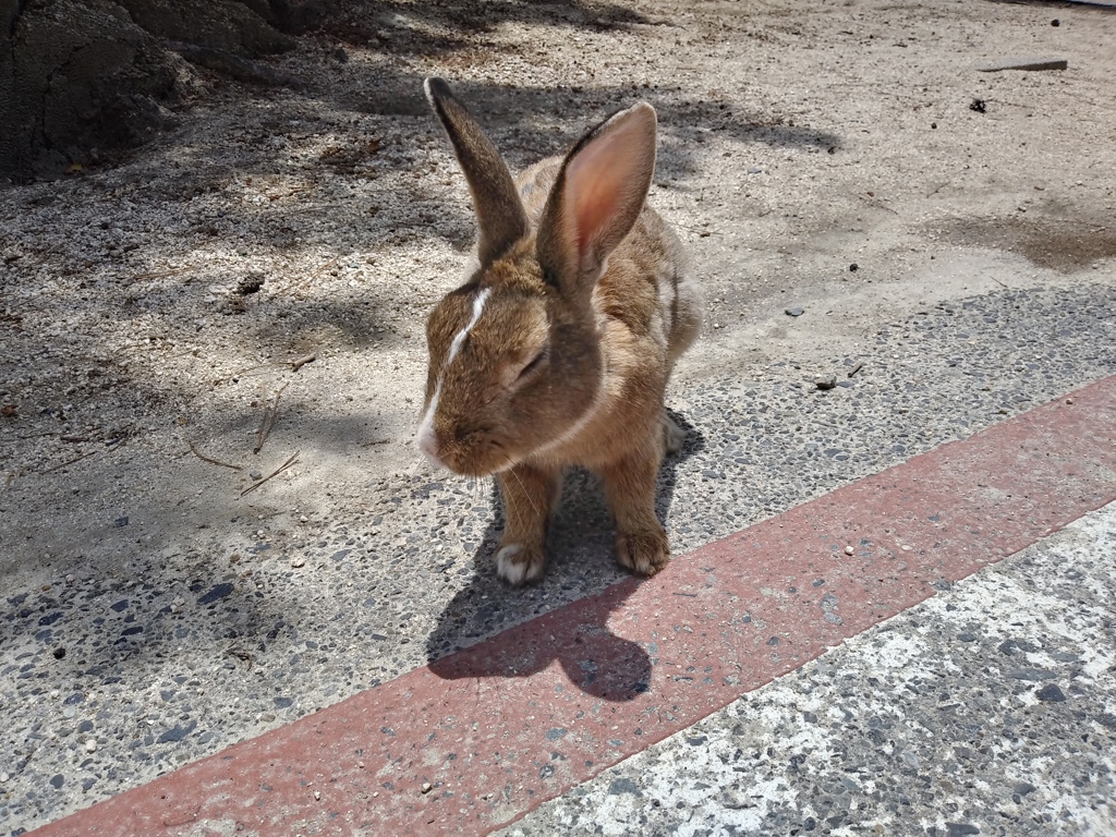 大久野島でうさぎとふれあい（30分滞在w）