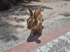 大久野島でうさぎとふれあい（30分滞在w）