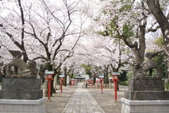 満開の桜が咲く鷲宮神社