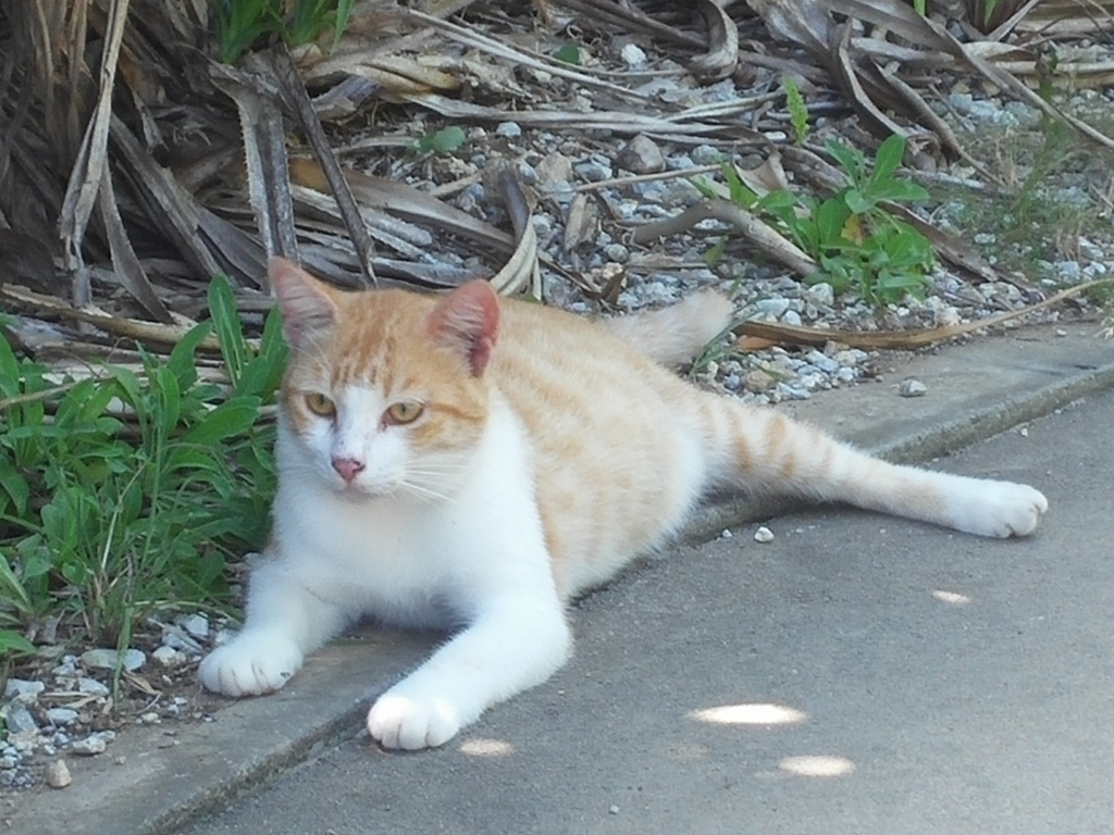 猫成分補充しました