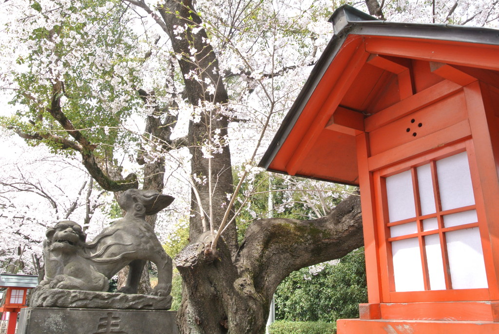 狛犬と桜と行灯