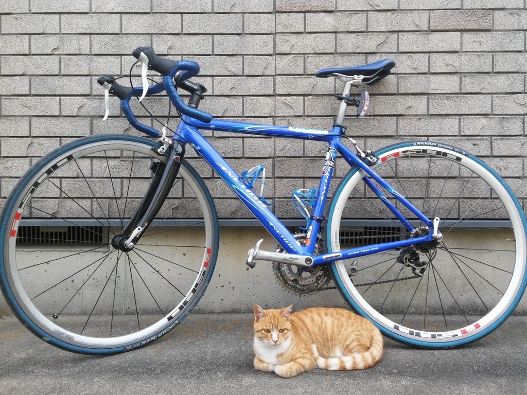 自転車と猫