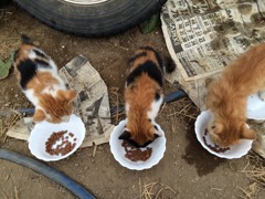 仲良し3兄妹