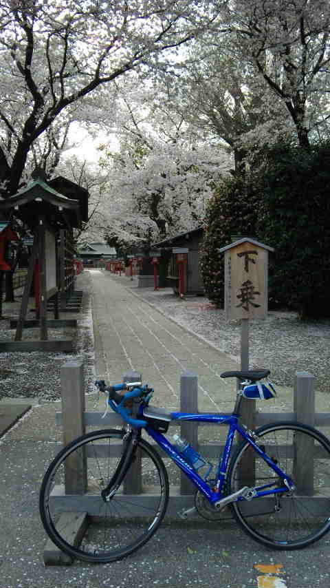 鷲宮神社と桜並木と自転車