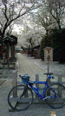 鷲宮神社と桜並木と自転車