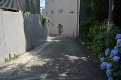 木漏れ日の坂道